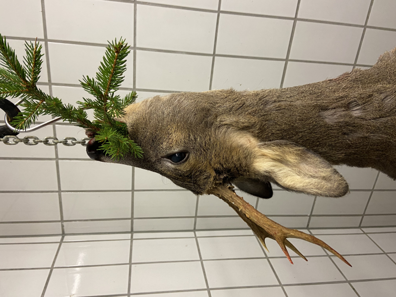Rotwild, Sauen und Bockjagd im Bayerischen Wald – Bild 6