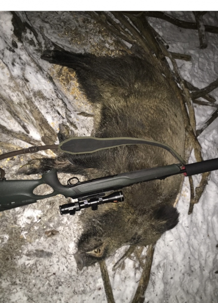 Rotwild, Sauen und Bockjagd im Bayerischen Wald – Bild 3