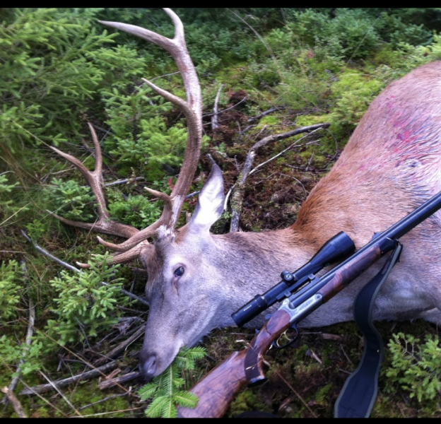 Rotwild, Sauen und Bockjagd im Bayerischen Wald – Bild 2