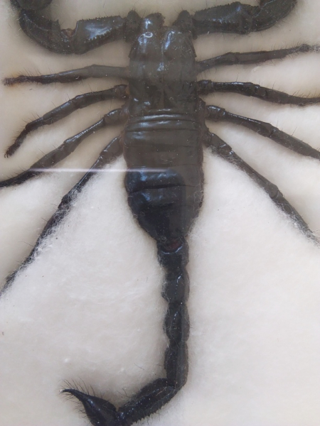 Kurzer SAA Revolver und echter Scorpion – Bild 2