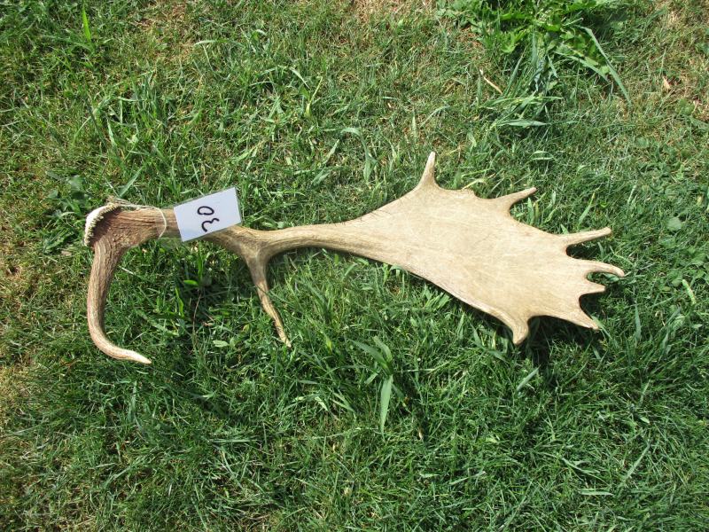 Damhirsch Geweih , Abwurfstange (30 ) – Bild 2