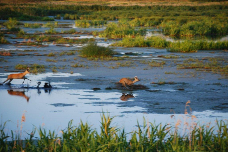 Last Minute Bockjagd in Mecklenburg Vorpommern inkl. Unterkunft – Bild 2