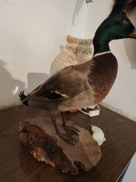 Erpel Stockente Präparat aus Nachlass – Bild 6