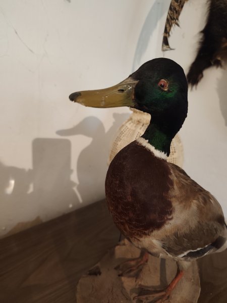Erpel Stockente Präparat aus Nachlass – Bild 4