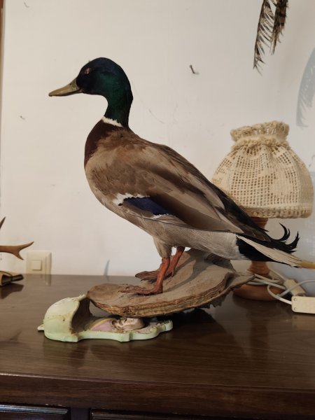 Erpel Stockente Präparat aus Nachlass – Bild 2