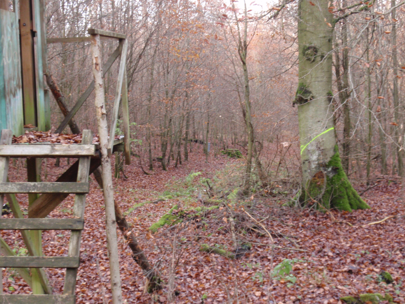 Drückjagd in Nord Hessen – Bild 1