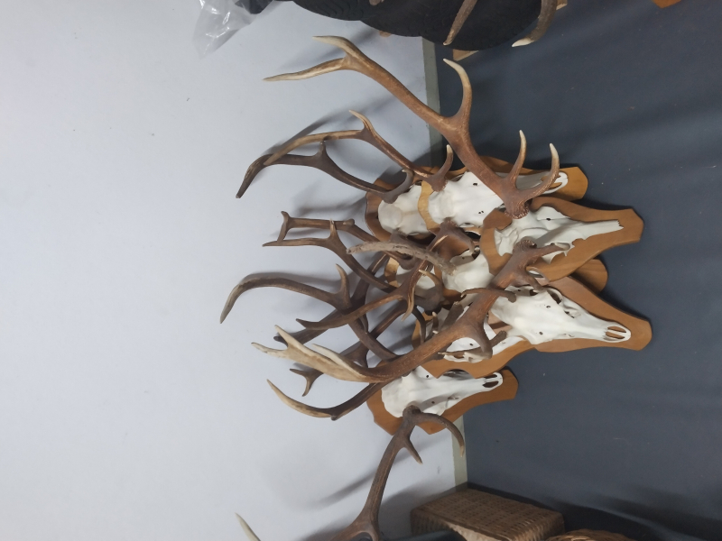 Hirsch Trophäen – Bild 1