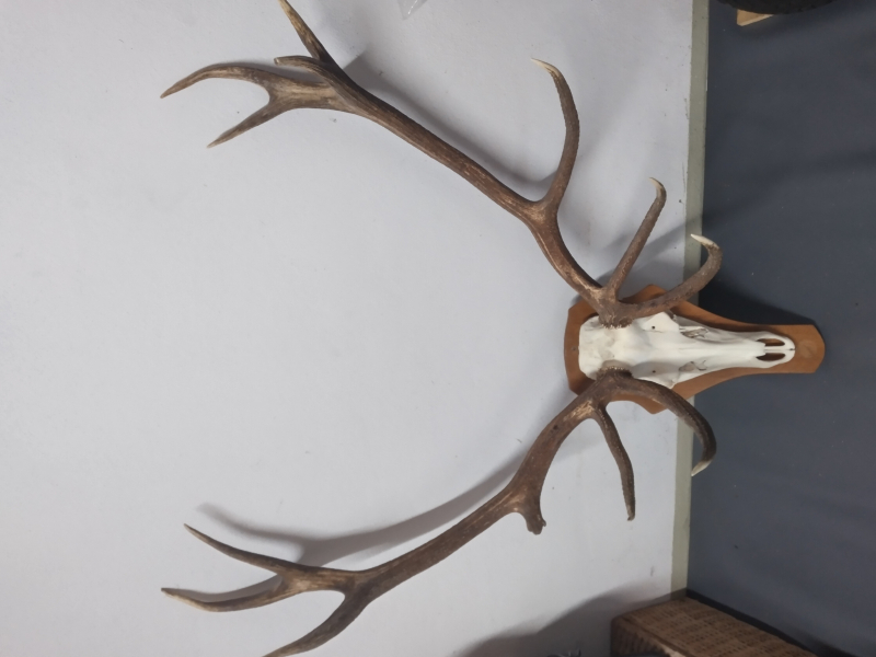 Hirsch Trophäen – Bild 2