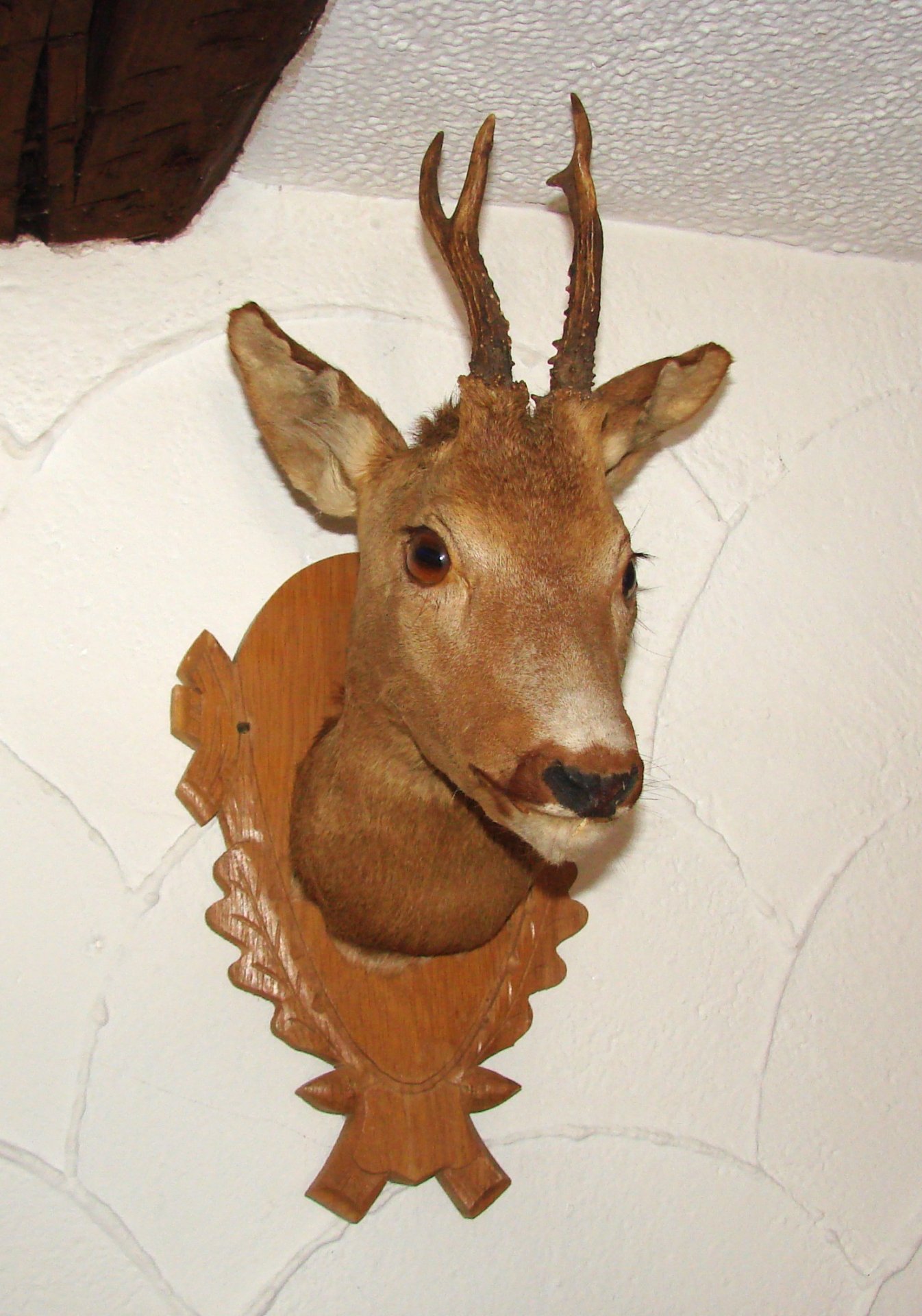 schön präparierter Rehkopf auf Holzschild – Bild 1
