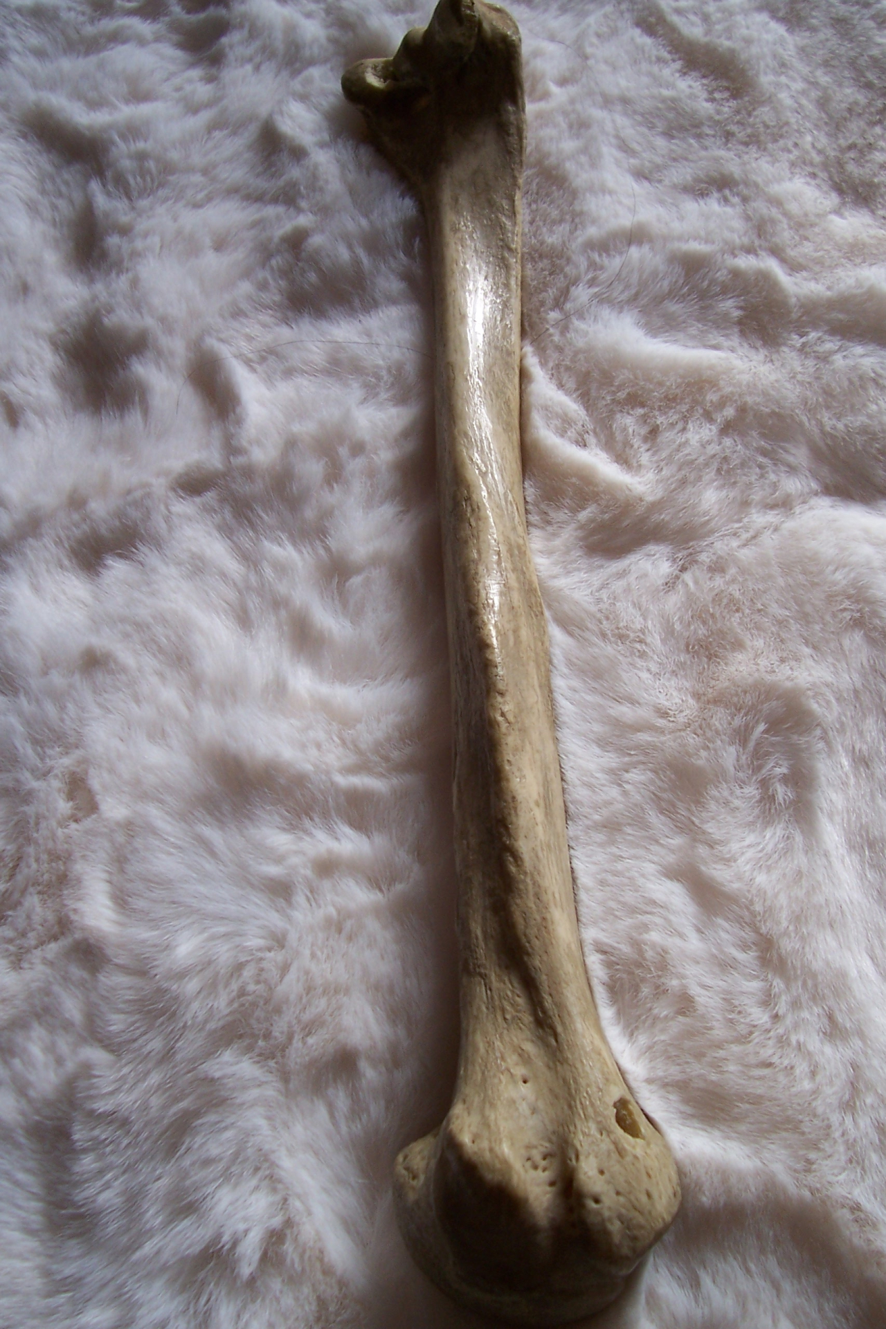 Knochen aus Präparatornachlass – Bild 5
