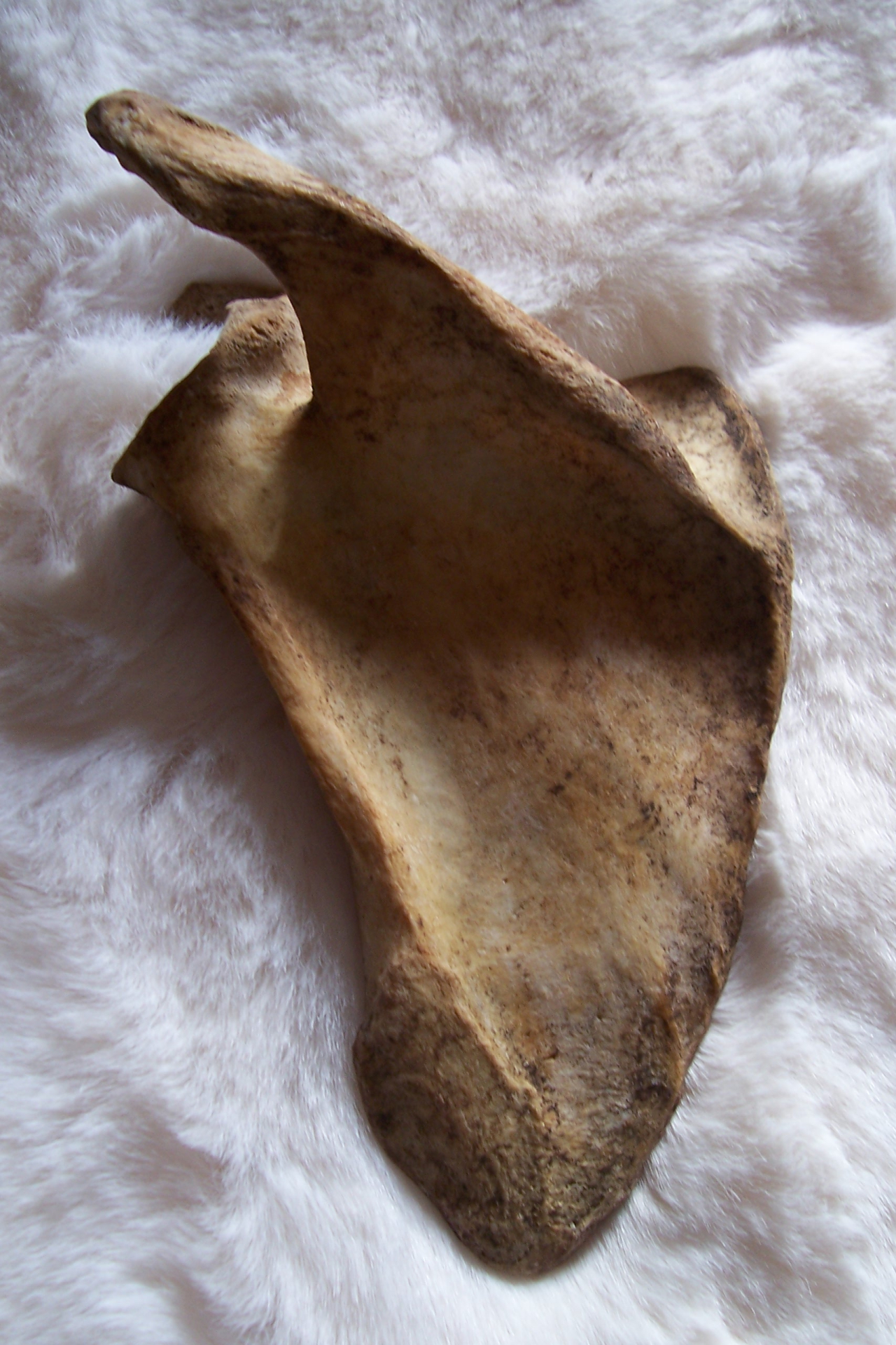 Knochen aus Präparatornachlass – Bild 4