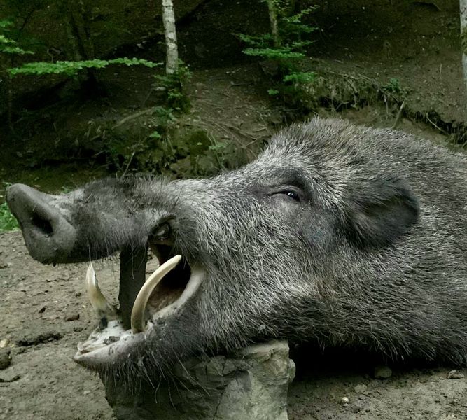 JAGD IN RUMÄNIEN auf Hirsch, Schaufler, Bock, Sauen & Co. – Bild 4