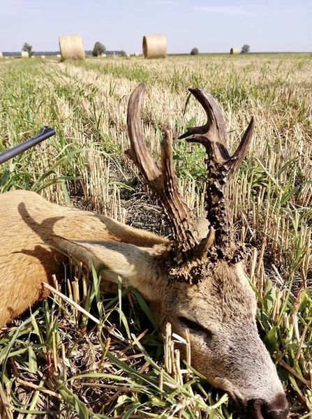 JAGD IN RUMÄNIEN auf Hirsch, Schaufler, Bock, Sauen & Co. – Bild 2