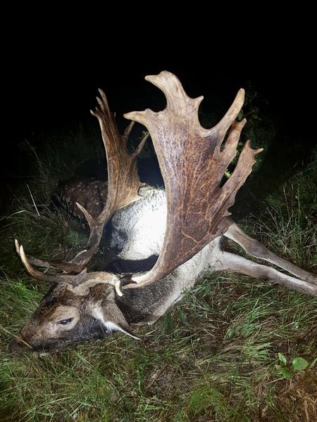 JAGD IN RUMÄNIEN auf Hirsch, Schaufler, Bock, Sauen & Co. – Bild 3