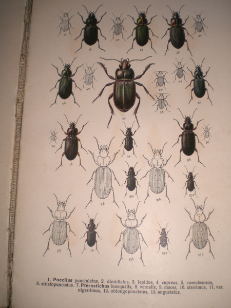 Antiquarisches Buch: Fauna Germanica - Die Käfer des Deutschen Reiches – Bild 2