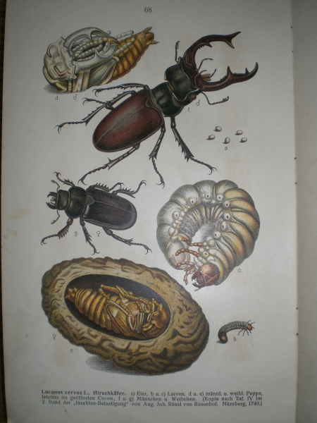 Antiquarisches Buch: Fauna Germanica - Die Käfer des Deutschen Reiches Band 2 – Bild 2