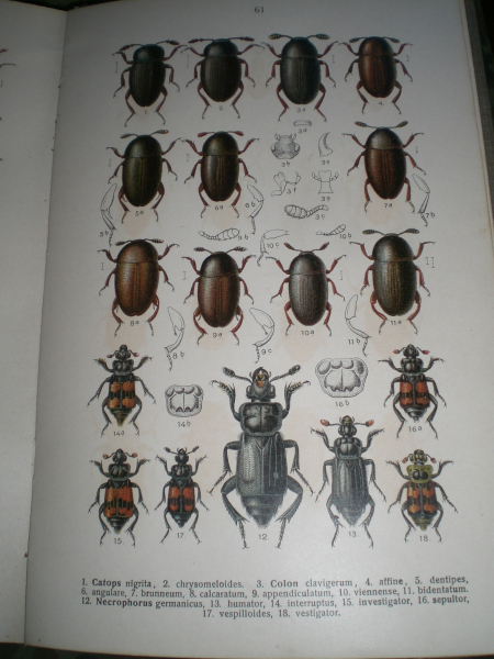 Antiquarisches Buch: Fauna Germanica - Die Käfer des Deutschen Reiches Band 2 – Bild 3