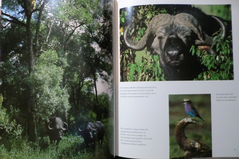 BIG FIVE – Bild 2
