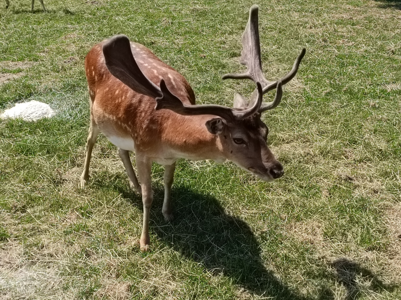 Damhirsch Damwild Abschuss – Bild 2