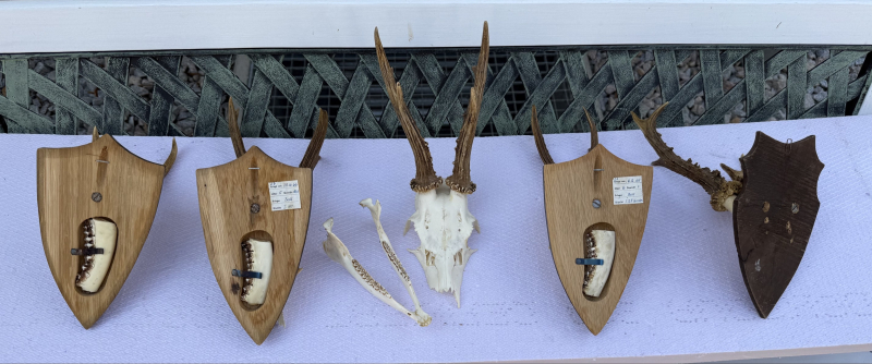 Jagdtrophäen, Gehörn, Geweih - Konvolut – Bild 2