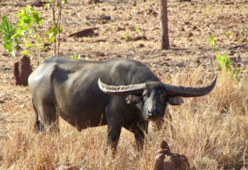 AUSTRALIEN Jagd auf Wasserbüffel & Co "Down Under" inkl. Abschuss ab € 7995,- – Bild 4