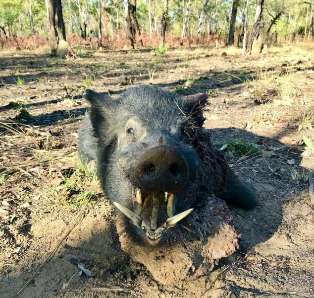 AUSTRALIEN Jagd auf Wasserbüffel & Co "Down Under" inkl. Abschuss ab € 7995,- – Bild 5
