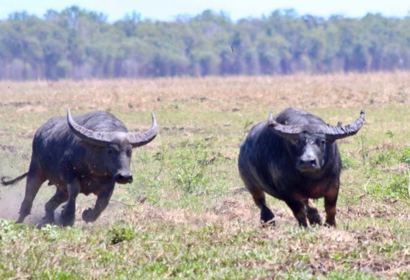 AUSTRALIEN Jagd auf Wasserbüffel & Co "Down Under" inkl. Abschuss ab € 7995,- – Bild 6