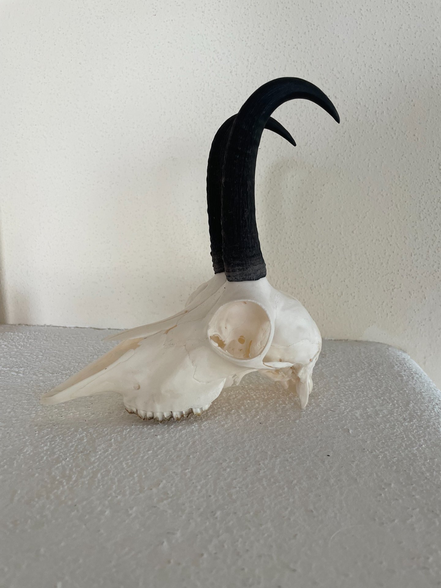 Gamskrucke aus letzter Jagdsaison – Bild 2