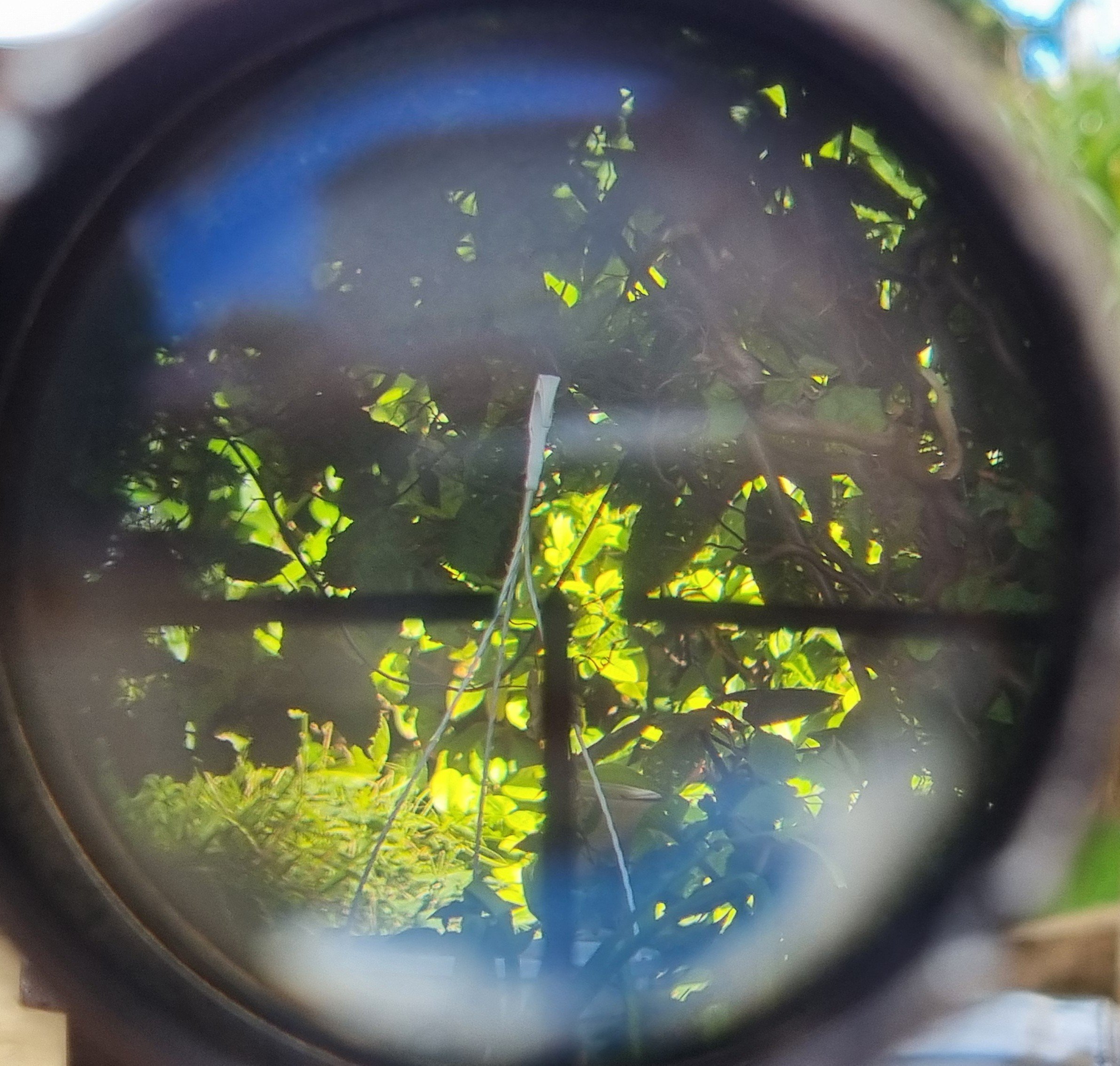 Scharfschützen-K98k Gustloff (bcd 4) mit seltenem Vorkriegs-Zeiss „Zielsechs“ – Bild 5