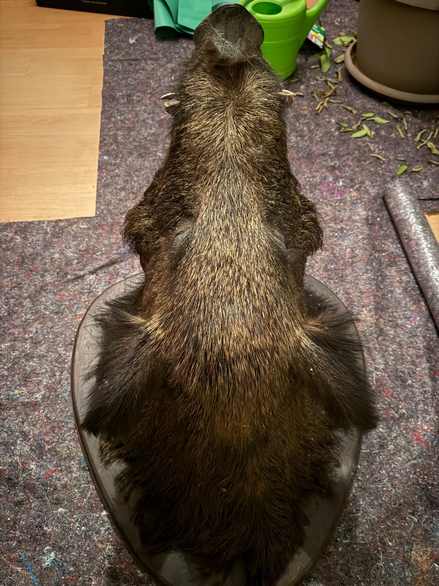 Historischer Wildschwein-/Keilerkopf – Jagdtrophäe aus Frankreich – Bild 5