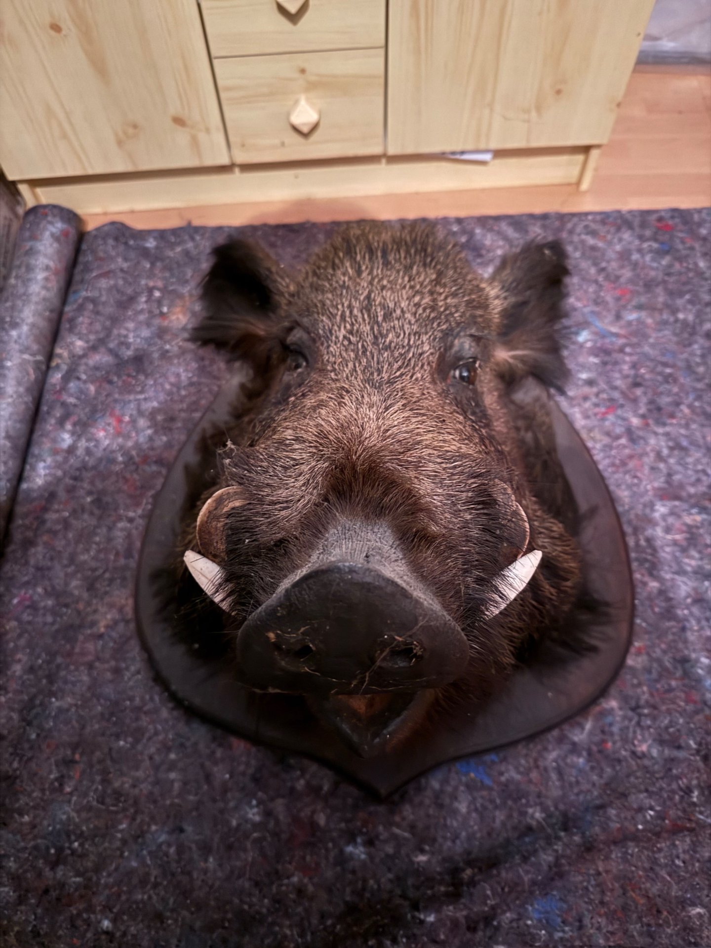 Historischer Wildschwein-/Keilerkopf – Jagdtrophäe aus Frankreich – Bild 4