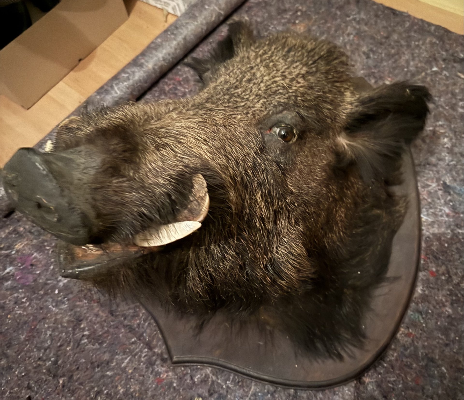 Historischer Wildschwein-/Keilerkopf – Jagdtrophäe aus Frankreich – Bild 3