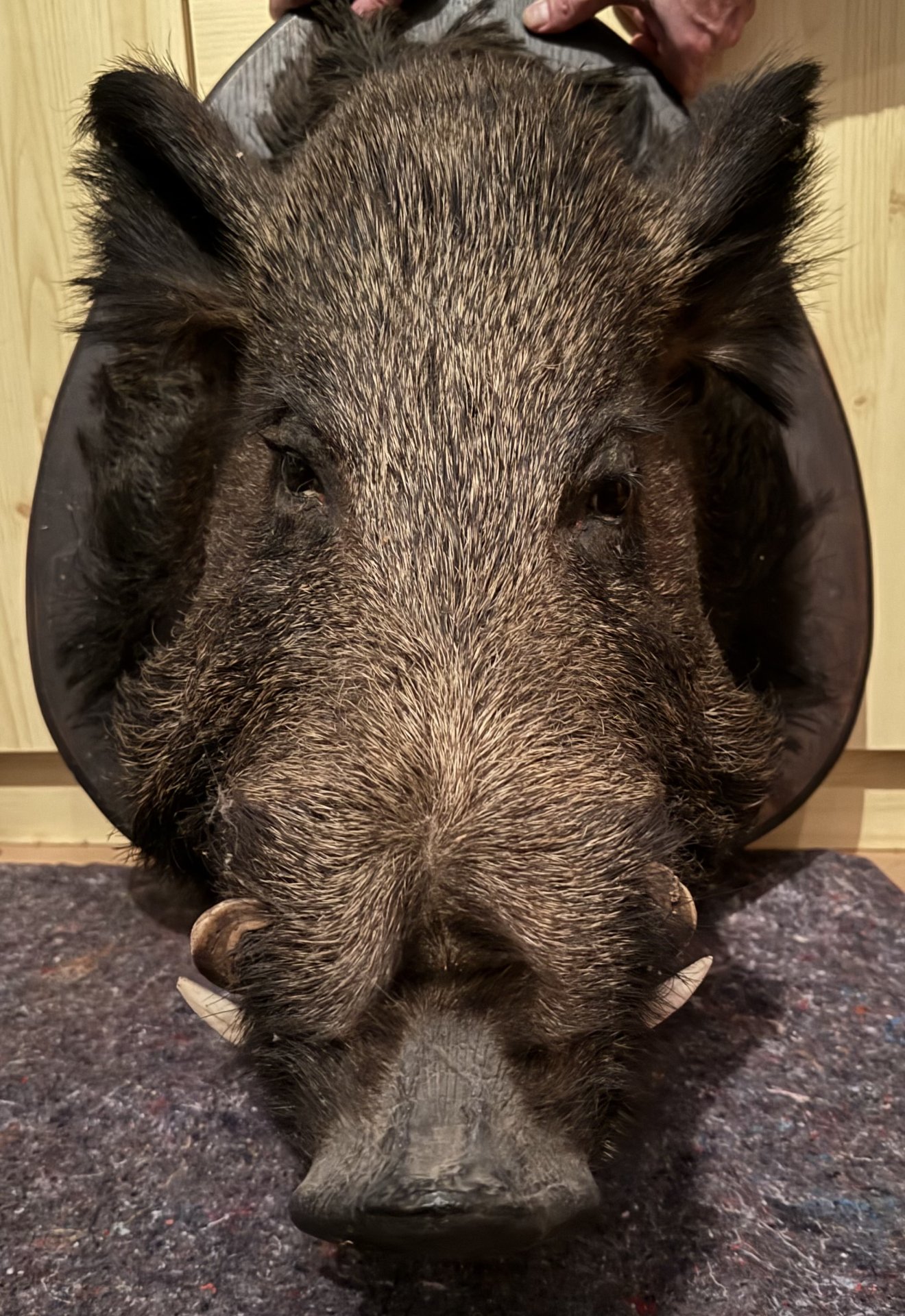 Historischer Wildschwein-/Keilerkopf – Jagdtrophäe aus Frankreich – Bild 2