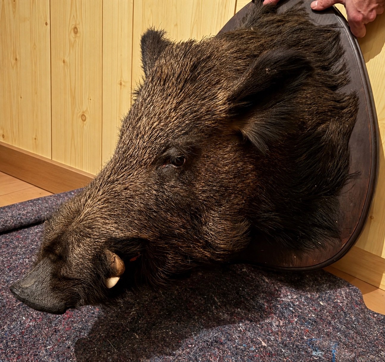 Historischer Wildschwein-/Keilerkopf – Jagdtrophäe aus Frankreich – Bild 1
