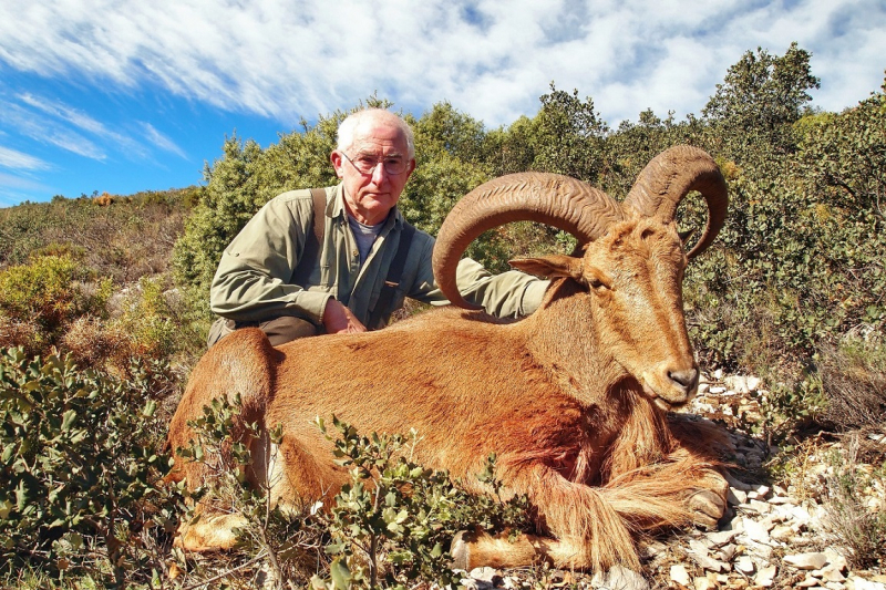 Mähnenschaf ohne Limit Spanien € 3900,- – Bild 2