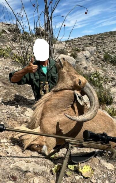 Kombo-Jagd auf Auodad und Pekari-Jagd in Texas! – Bild 3