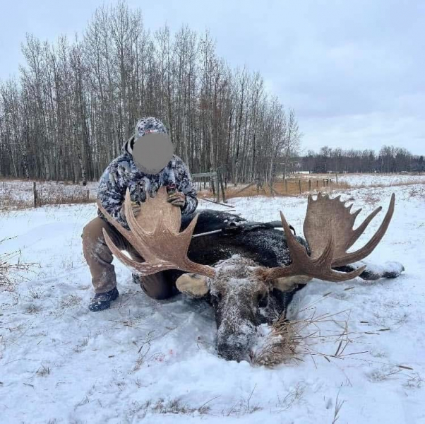Für Bogen- & Gewehrjäger: Jagd auf Elche auf Farmland in Alberta – Bild 3