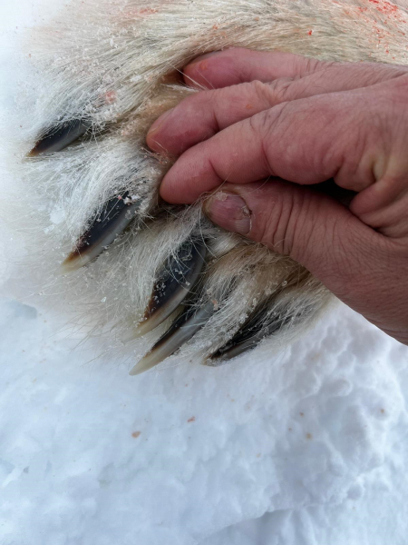 Eisbär-Jagd mit Inuits in Nanuvut/Kanada – nuotrauka 3