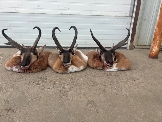 Jagd auf Pronghorn (Gabelbock) in Alberta – Bild 5