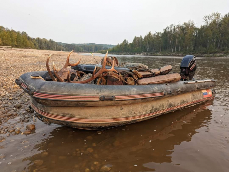 Jagd auf starke Wapiti-Hirsche (Elk) zur Brunft in Alberta/Kanada – Bild 4