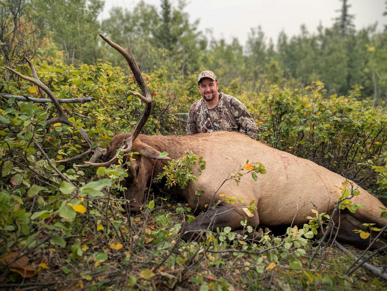 Jagd auf starke Wapiti-Hirsche (Elk) zur Brunft in Alberta/Kanada – Bild 3