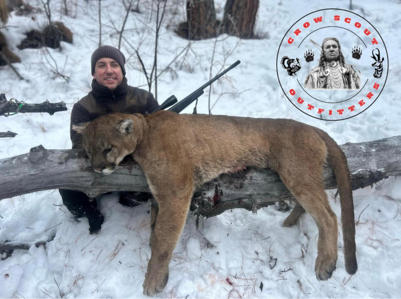 Puma-Jagd in Montana/USA – Bild 3
