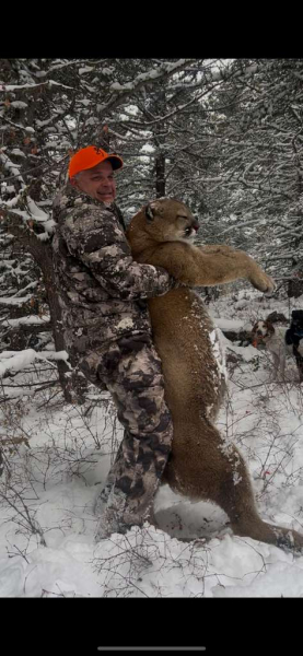 Puma-Jagd in Montana/USA – Bild 4