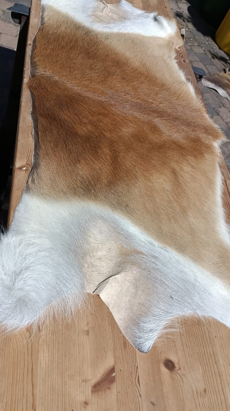 1 x Moorantilope (Backskin) zu verkaufen (neu) – kuva 2