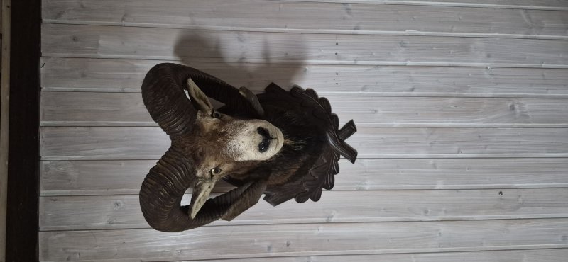 Mufflon Kopf mit Hals – zdjęcie 1