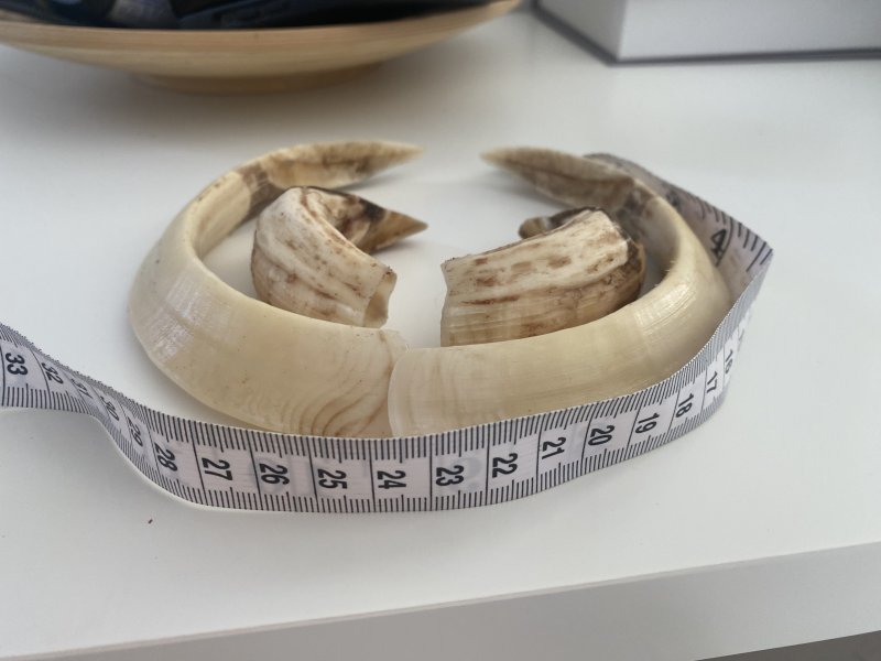 Keiler Jagd – Bild 5