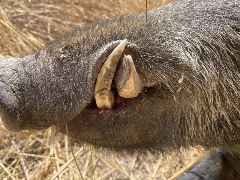 Keiler Jagd – Bild 4
