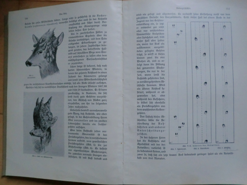 1931 DIEZELS NIEDERJAGD – Bild 3
