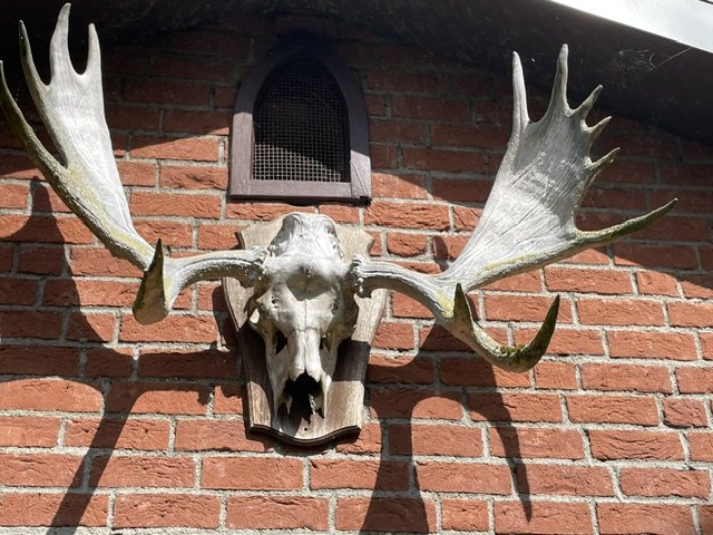 JAGDTROPHÄEN – Bild 3