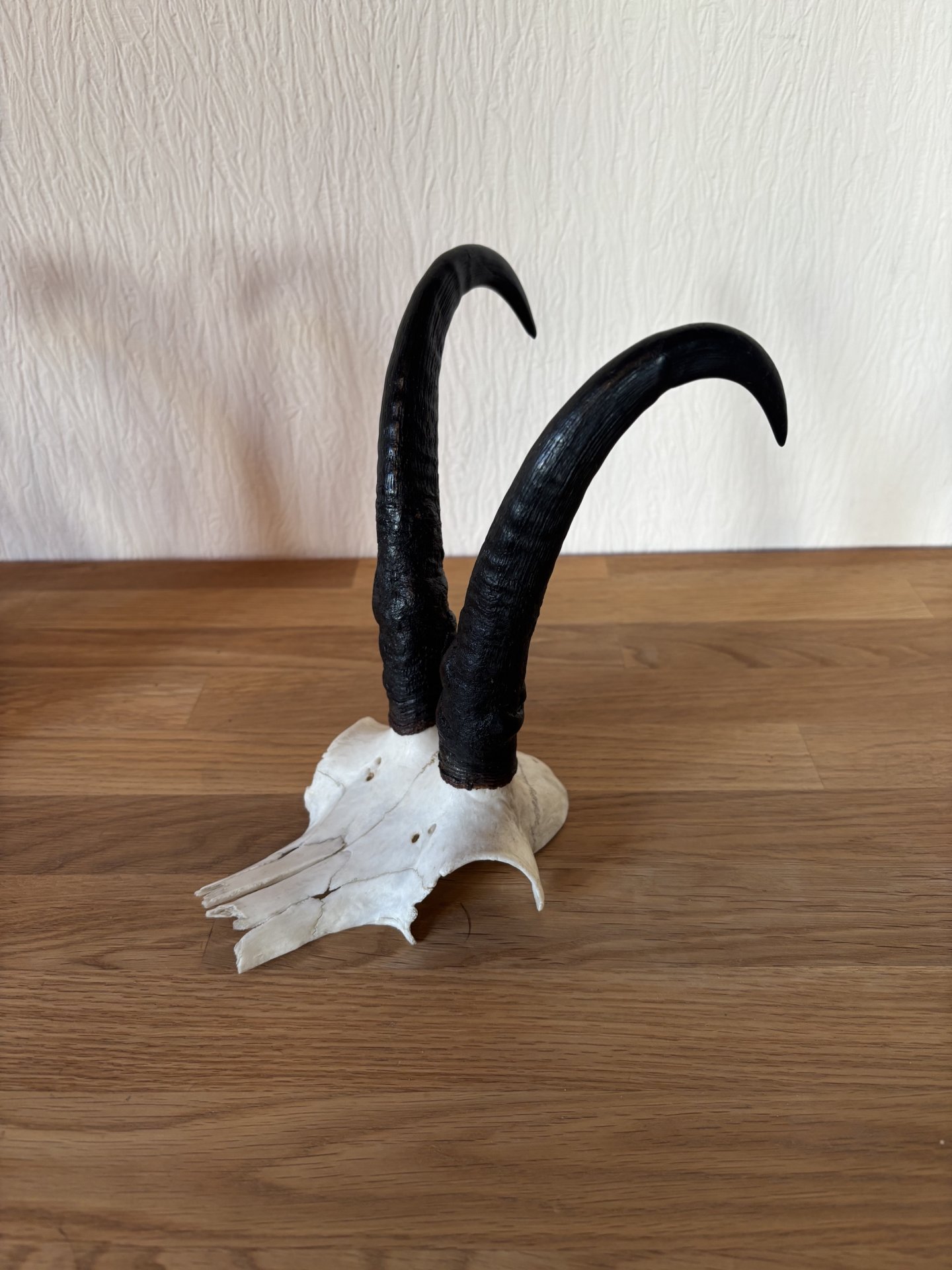 Gamskrucken und Rehbockgehörn – Bild 4